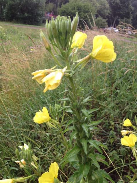 Check spelling or type a new query. Pflanze des Monats: Gewöhnliche Nachtkerze (Oenothera biennis)