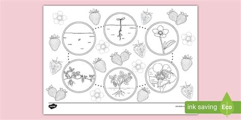 Strawberry Plant Life Cycle Colouring Page Teacher Made
