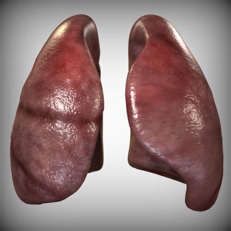 3d Human Lungs Model