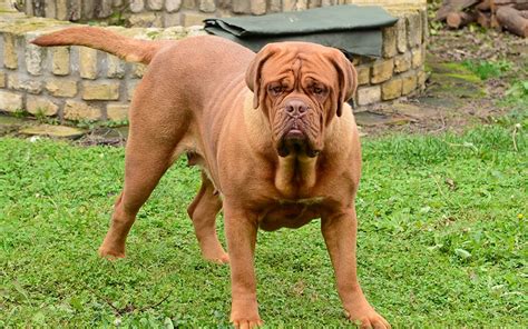 French Mastiff Puppies Breed Information And Puppies For Sale
