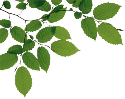 Tree Branch Png File Png Mart
