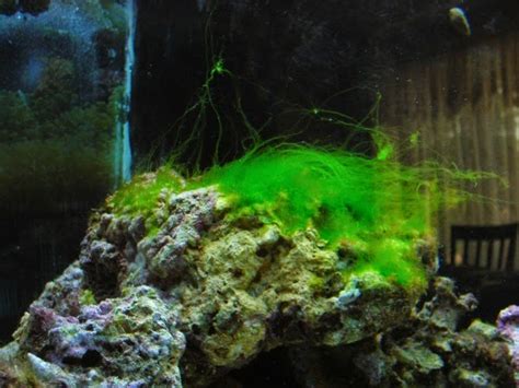 Got Hair? Hair Algae I mean.. how to keep it out of your ...