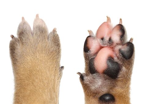 Pictures Of Bubble Pink Growth On Dog S Paw
