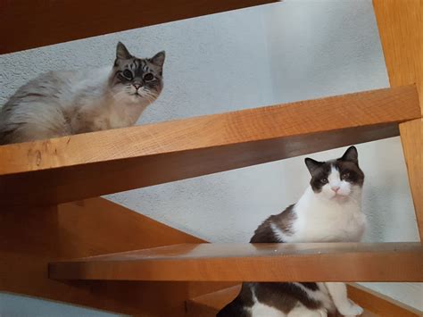Pension pour animaux, home sitting, petsitting vacances, recherche pet sitter vacances, garde d'animaux vacances Visite / Pet-Sitting - EDU'CANIN visite chat Vevey, visite ...