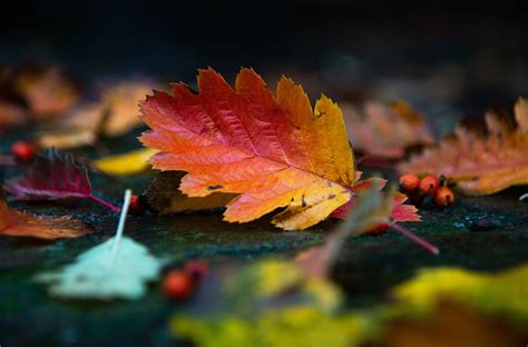 Autumn Leaves Foliage Free Photo On Pixabay Pixabay