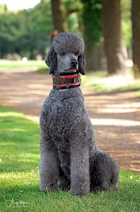 The less you do, the better. Blue standard poodle stud - Argentcymru Standard Poodles
