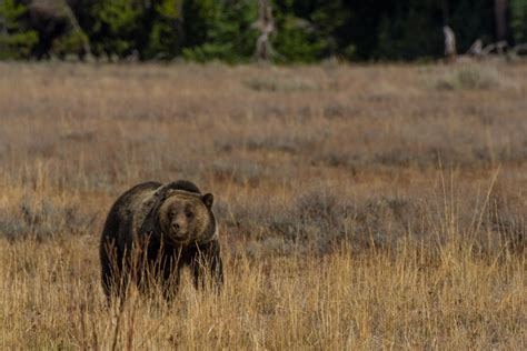 Grizzly Bears And Black Bears Of Yellowstone Eco Tour Adventures