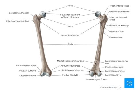Long Bone Diagram Unlabeled Humerus Bone Quiz Anterior Markings The