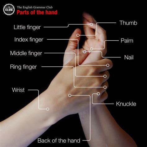 Educational Infographic Parts Of The Hand Your