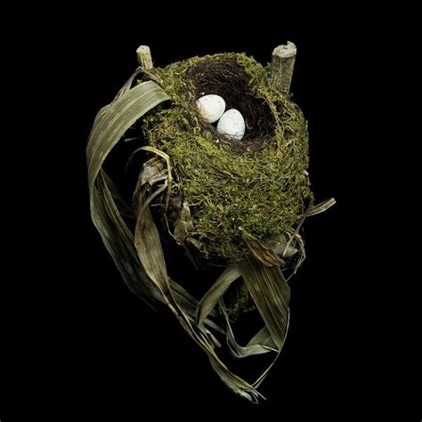 Spotted Nightingale Thrush Nest Coup Detat In 2020 Bird Nest Nest