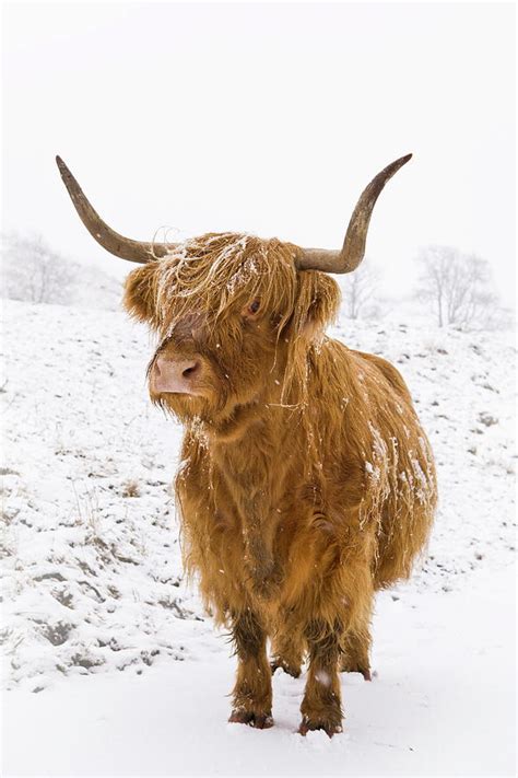 Highland Cow In Winter Snow Yorkshire By Lizzie Shepherd Robertharding