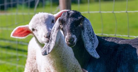 What Should We Know About The Sheep And Goats In Matthew 25 Bible Study