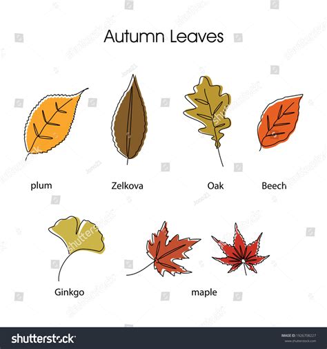 Autumn Leaves Identification Poster — Wild And Growing