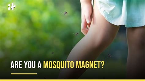 Mosquito Magnet Why Do Mosquitos Bite Some People More Than Others