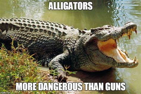 Alligators More Dangerous Than Guns Imgflip