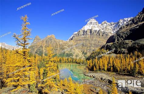 Mount Huber The Opabin Plateau And Autumn Larches Lake Ohara Region