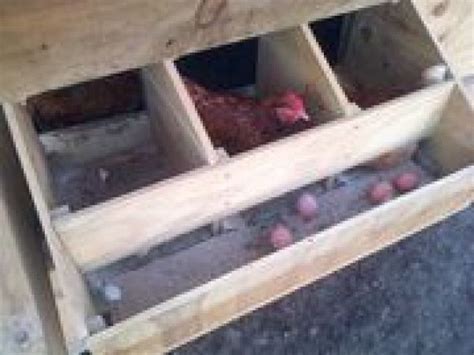 Great Idea Roll Away Egg Nest Boxes From Outpost Chickenhouses