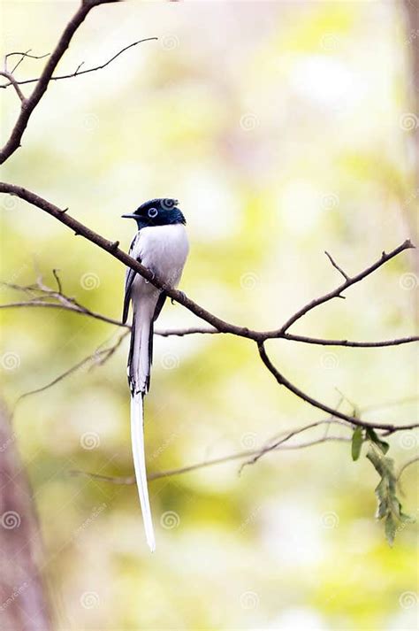 Madagascar Paradise Flycatcher Stock Photo Image Of Small Song 26431020