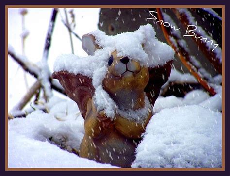 Snow Bunny Snowing Today Big Fluffy Flakes Coming Down St Flickr