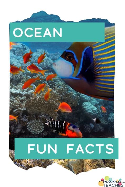 Fun Facts About The Ocean Mama Teaches