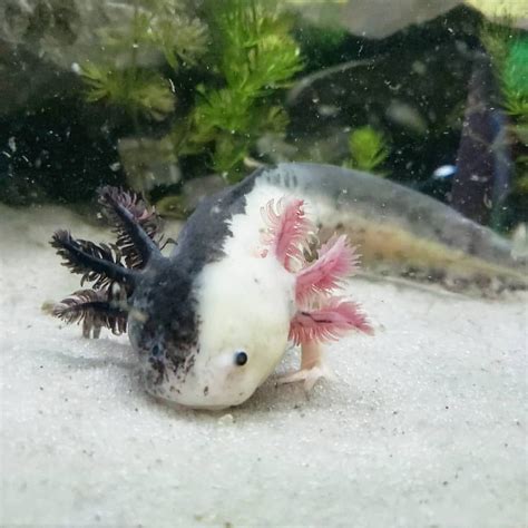 Cute Axolotl Photography