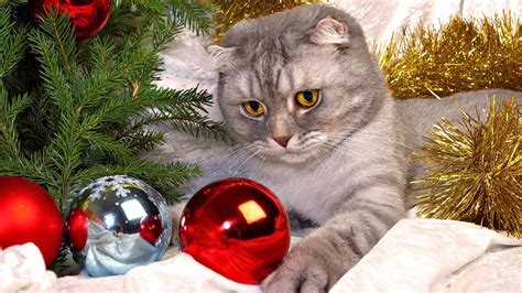 30 Cute Christmas Cats Photo Wallpapers Hd