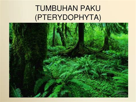 Ppt Tumbuhan Paku Pterydophyta Powerpoint Presentation Free