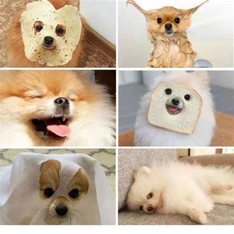 30 Funniest Pomeranians To Brighten Your Day The Paws