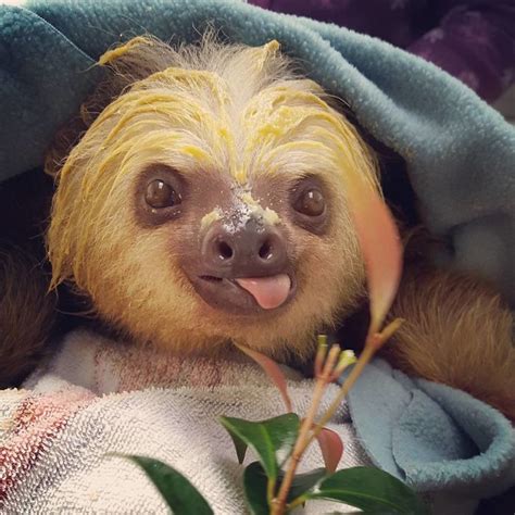 20 Super Cute Sloth Photos Travels And Living