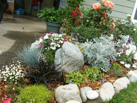 Black mondo grass (ophiopogon planiscapus) small evergreen, tufts of leaves resembling grass, leaves turn from green to dark purple. Scotch moss, black mondo grass, blue fescue, astilbe, mini ...