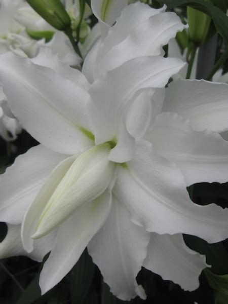 Buy Lily Bulbs My Wedding Double Oriental Lily Gold Medal Winning