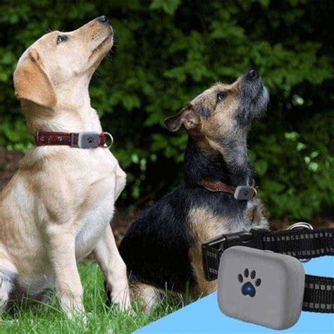 Pet Tracking Collar Henrac Tech South Africa South African Pet Trackers