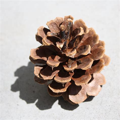 Albums 93 Pictures Images Of Pine Cones Completed
