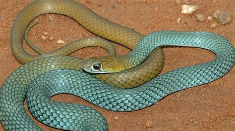 New Venomous Snake Species Identified In Outback Queensland And Other