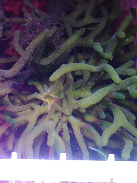 Live Codium Green Finger Colony Reef Macro Algae Refugium | Etsy