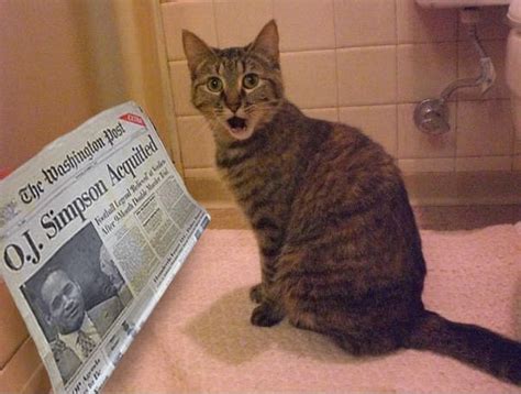 Create Meme Cross Eyed Cat  Cat Surprised  Surprised The Cat
