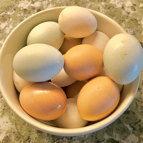 How To Handle Fresh Eggs Design Corral