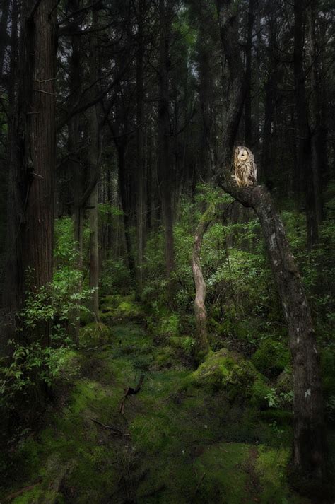 Creature Of The Night Is A Photograph By Bill Wakeley A Barred Owl