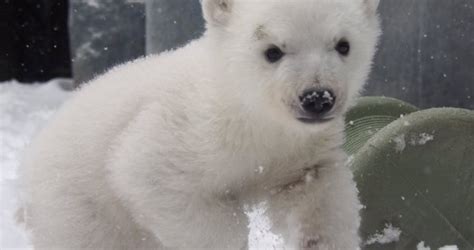Female Polar Bear Cub At Toronto Zoo Named ‘juno Toronto Globalnewsca
