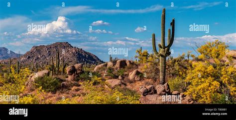 Wide Angle Image Of Classic Arizona Desert Landscape In The Spring With