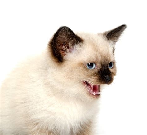 Cute Kitten Hissing Stock Image Image Of Cute Kitten 20597101
