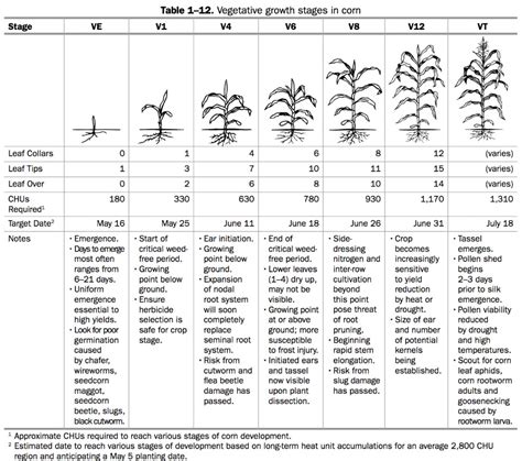 Agronomy Guide For Field Crops Corn Development Staging Corn Plants
