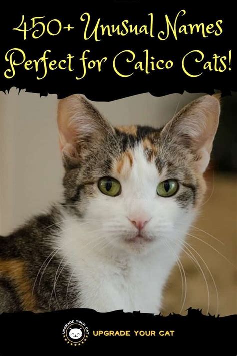 Whether she's black, white, gray, orange, yellow, or calico, you can draw on your creativity to give her a unique moniker. 450+ Unusual Calico Cat Names! - Upgrade Your Cat
