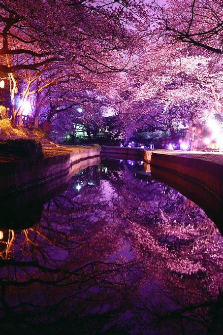夜桜 イラスト 綺麗