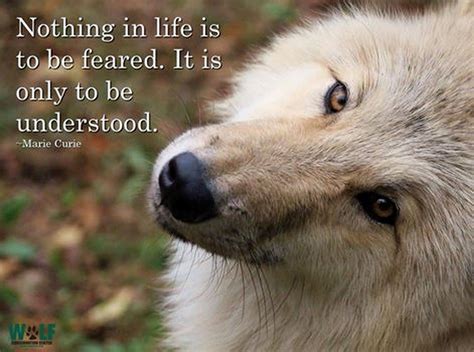 Sign In Wolf Quotes Lone Wolf Quotes Warrior Quotes