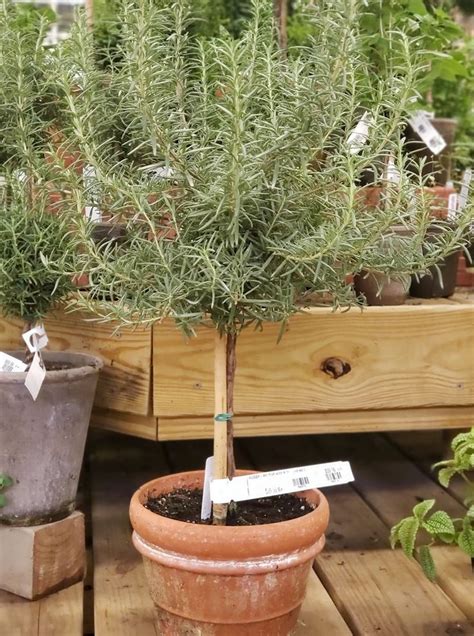 Plant Of The Week Rosemary Rosemary Can Be Grown Indoors Or Out While