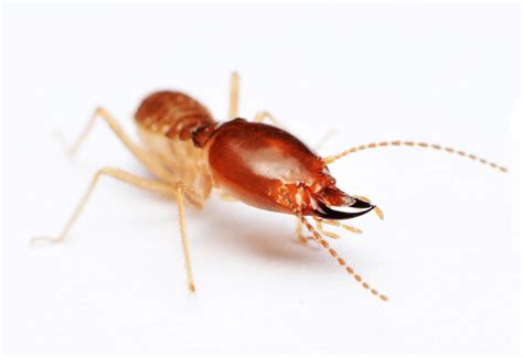 Termite Inspections Protecting Your Property Killroy Pest Control