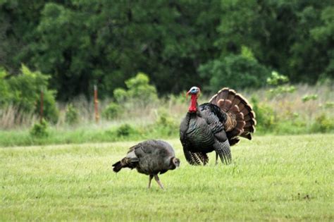 How To Tell A Gobbler From A Hen The Jump