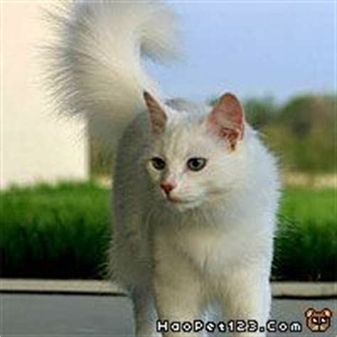 The site owner hides the web page description. 土耳其安哥拉猫 - 价格_多少钱_出售_买卖_交易_图片_点评_123宠物网