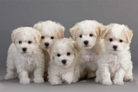 Where To Adopt Bichon Frise Puppies Puppy4homes